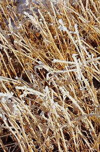 Frosty grass