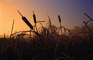 Cattails in winter