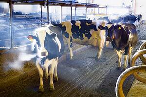 Dairy cows in barn