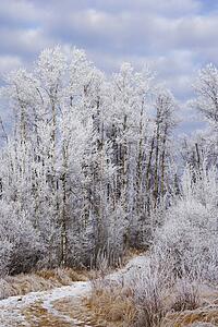A frosty winter scene