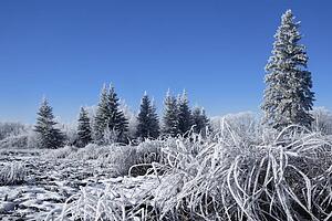 Frosty winterland