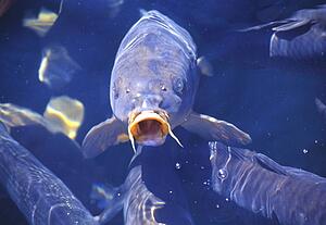 Carp swimming 