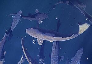 Carp school of fish