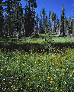 Spring meadow filled with flowers