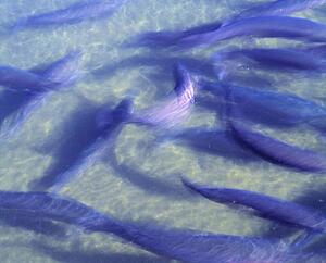 Young trout in a hatchery pool
