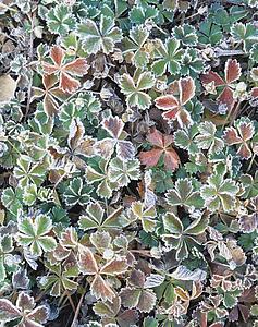Frost on colorful leaves
