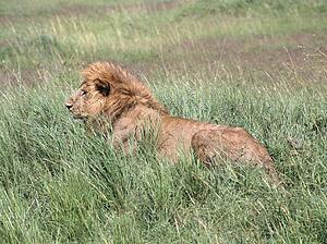 Male lion in tall grass