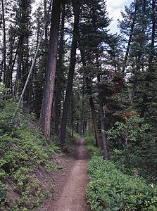 Trail in mountainside forest