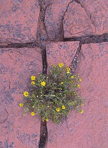 Rocks with flowers growing through