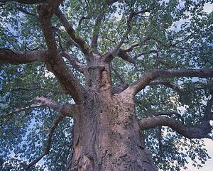 Baobab tree, Tanzania, Africa