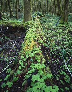 Wood-Sorrel growing on rotting log in rainforest