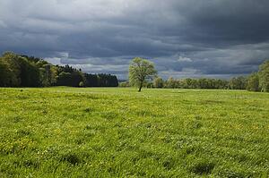 Springtime meadow with trees