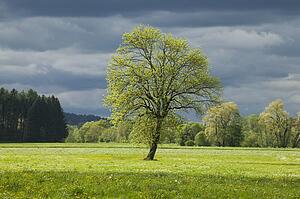 Single tree in springtime meadow with storm clouds