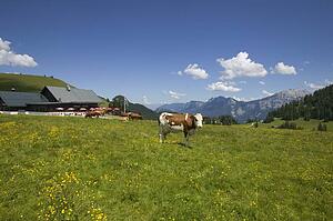 Dairy cows near Lofer, Austria