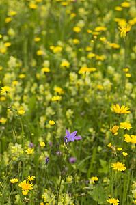 Wildflowers