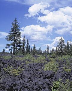 Lava beds in forest clearing