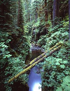 Gorge with fallen logs