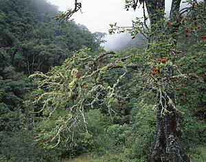 Unique tree in a foggy forest