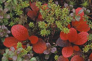 Closeup of bearberry leaves