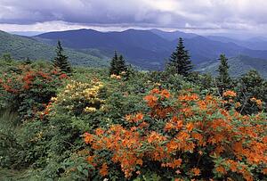 Colorful plants with mountain scenery