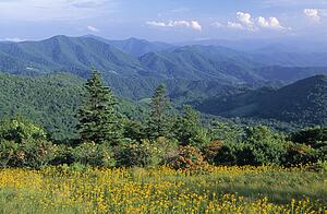 Roan Mountain, ragwort wildflowers and Blue Ridge Mountains