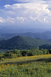 Roan Mountain and ragwort wildflowers 