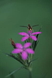 Closeup of insect on flower