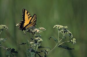 Eastern tiger swallowtail butterfly