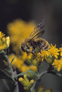 Closeup of a bumble bee