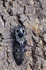 Closeup of eastern eyed click beetle