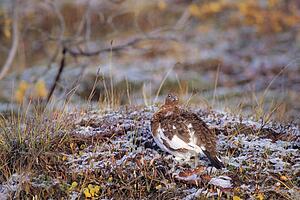 Willow ptarmigan sitting on the snowy autumn tundra