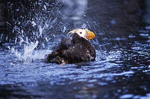 A tufted puffin bathing at the Sea Life Center