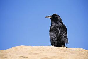 Common raven sitting on a boulder
