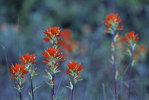 Red Indian paintbrush flowers