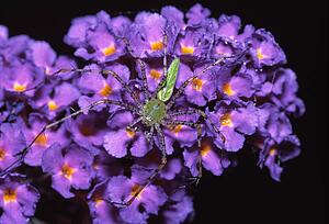 Green lynx spider