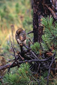A red squirrel eating a pine cone