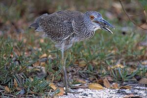 A yellow crowned night heron eating a crab