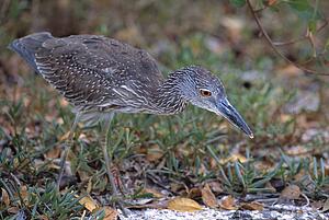 Yellow crowned night heron