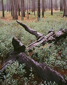 New growth after forest fire