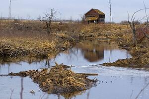 Beaver dam in secluded area