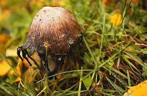 Wild mushroom
