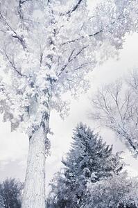 Frosted Tree