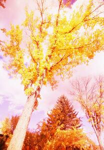 trees