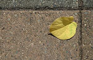 Autumn leaf all alone