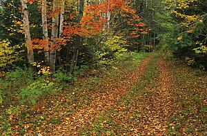 Scenic country road