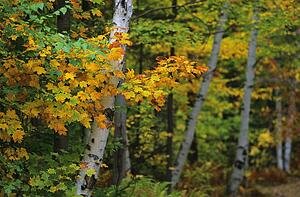 trees in autumn