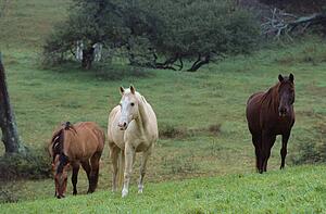 Horses in a field