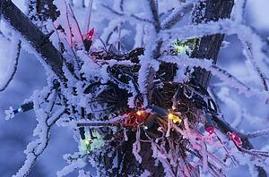 Bird Nest with Christmas Lights