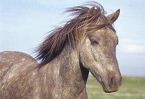 Portrait of an Icelandic horse