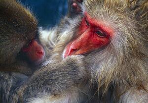 Snow monkeys grooming